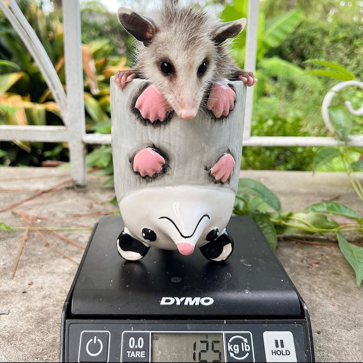 Daily Possums (@thedailypossums) on Twitter photo 