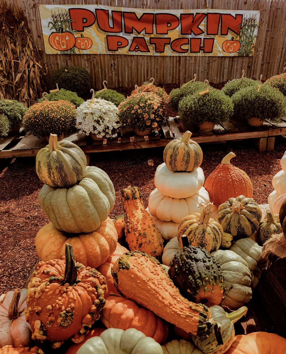 aperfectpumpkin's tweet photo. https://t.co/oM7vHjZ7SR