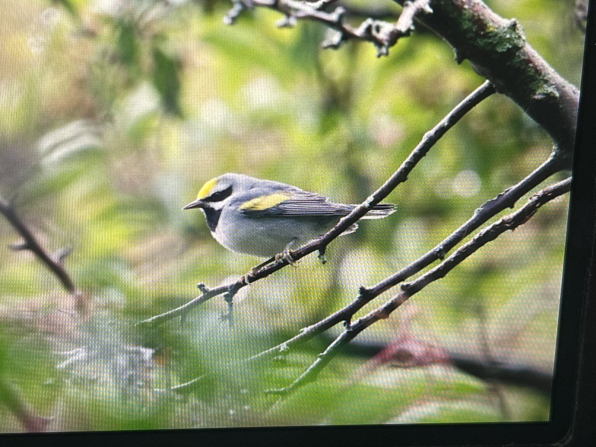 Beautiful male Golden-winged Warbler at the “magic hedge” on Chicago’s lakefront this morning. Perhaps one of the birds ABC has been providing habitat for in Wisconsin to our north….