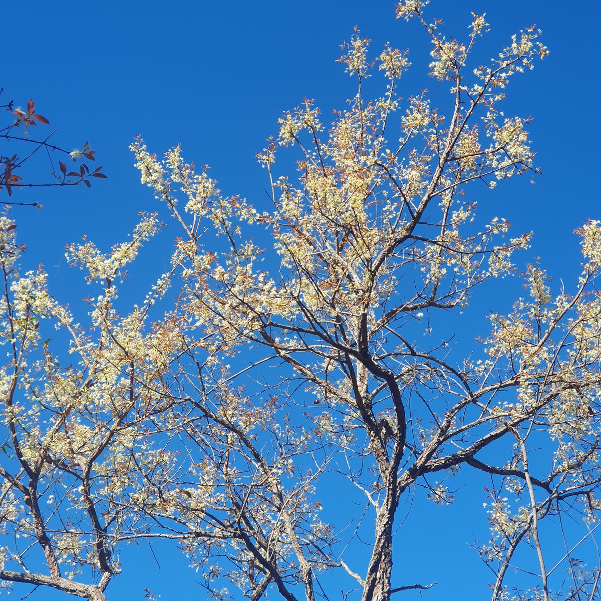 HeliveltoMac's tweet photo. @avidanocerrado Cagaiteira em flor. Calumbi, Macaúbas, BA. https://t.co/QHPK7jd4F8