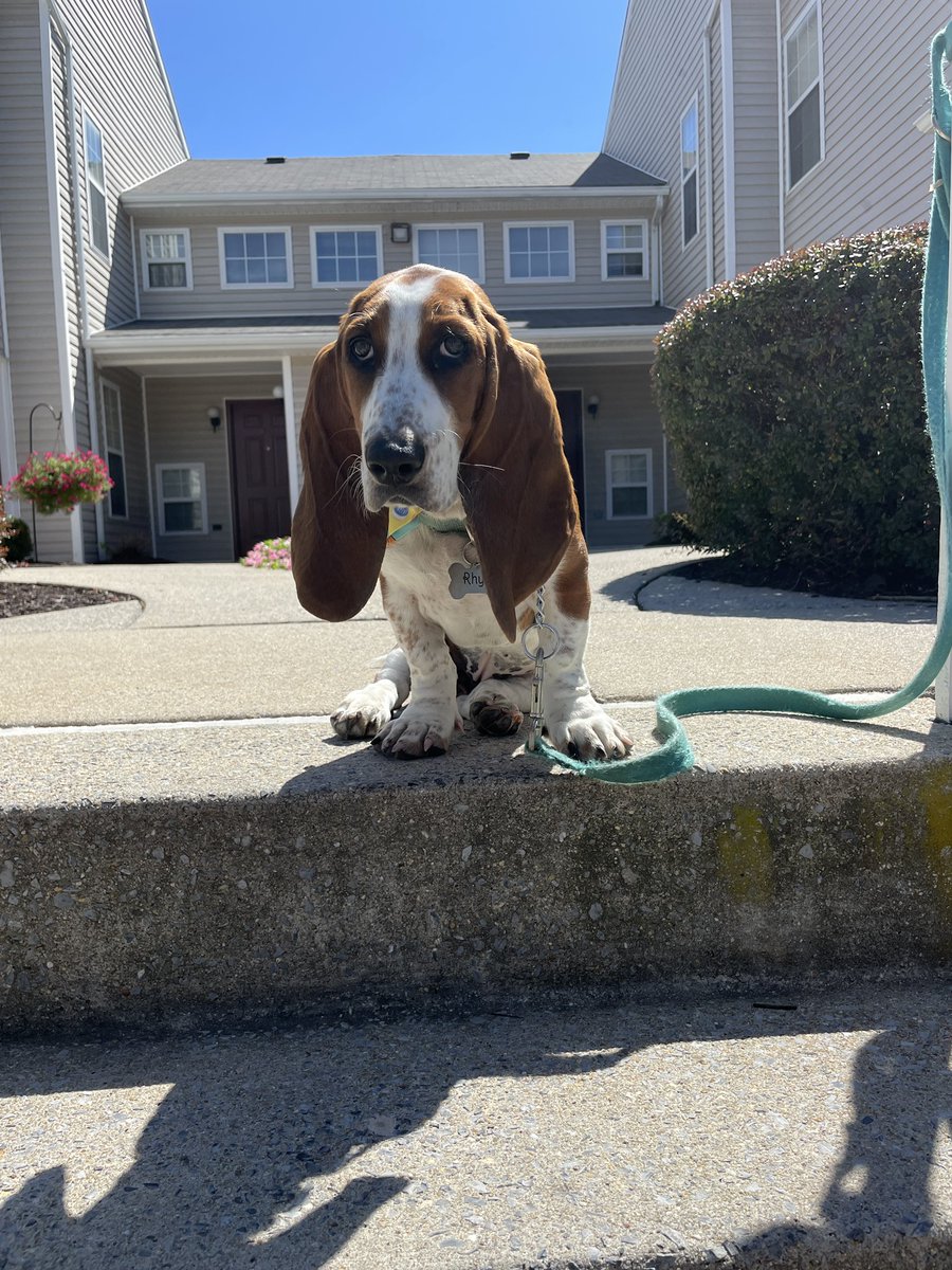 mollycarbs's tweet photo. @jaymehoskins I named my pup Rhys. It’s a great name! https://t.co/51rQHaGDGr