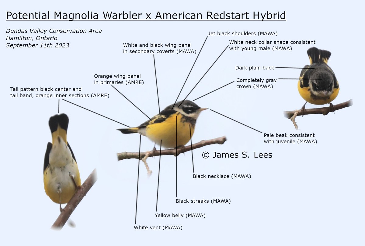 James Lees 🇬🇧 🇨🇦 tweet media