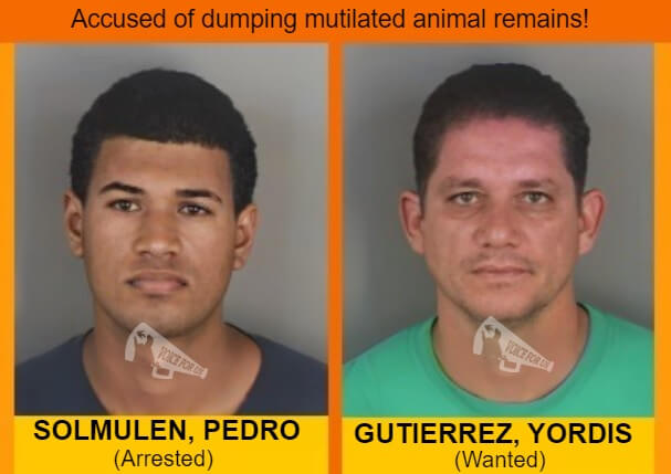 VoiceForUs_'s tweet photo. - Florida, USA -
PEDRO SOLMULEN and YORDIS GUTIERREZ accused of dumping mutilated animal bodies
https://t.co/iUMm9rfS1q
#VoiceForUs #animalcruelty #crueldadanimal #animallivesmatter #florida #colliercounty #naples #wanted #deathpenaltyforanimalabusers #cruauteanimale #goldengate https://t.co/Si8MF1jD3p