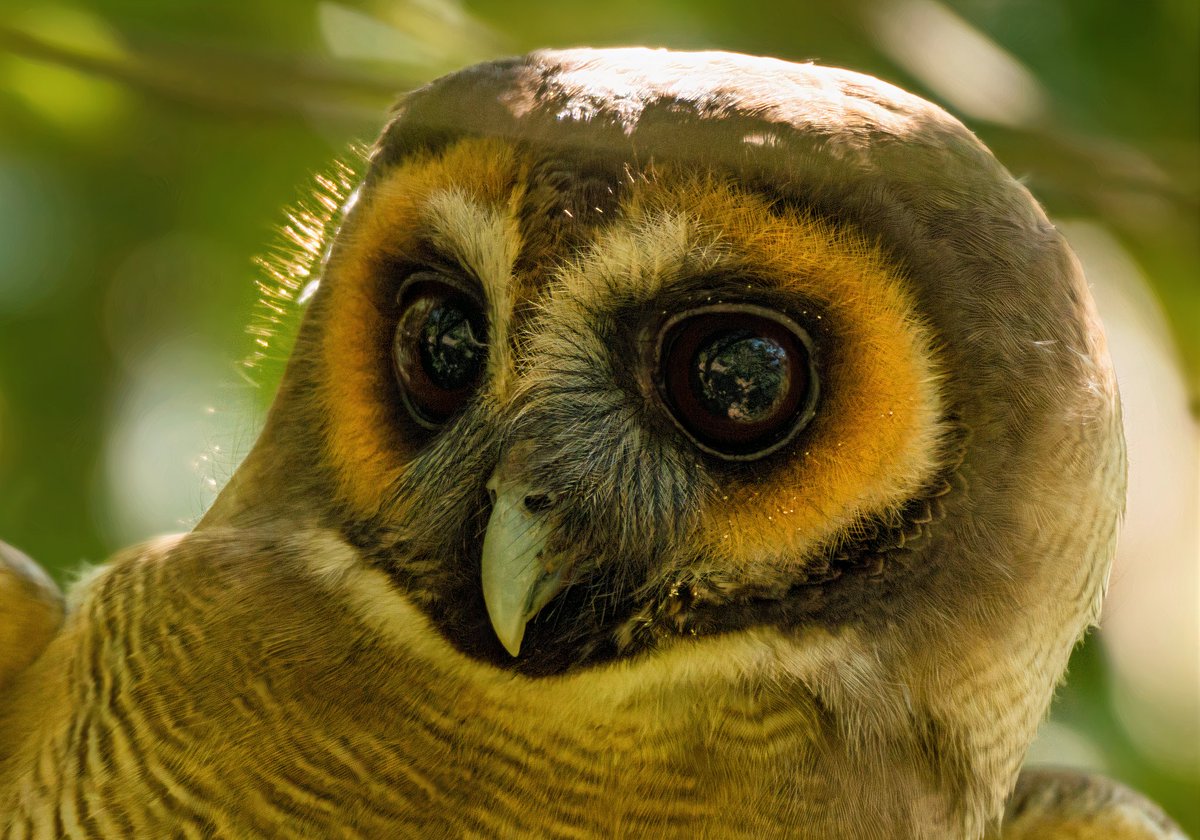The Owl's Piercing Eye
Brown wood owl 
Westernghats | India

#nikon #nikongears #birdwatcher #birds #forest #woods #tree #indianbirds #bbctravel #birdphotography #birdwatcher  #bbcmagazine #owl #woodowl #wildtamilnadu_official #tamilnaduwildlife #tamilnadu  #wildlife