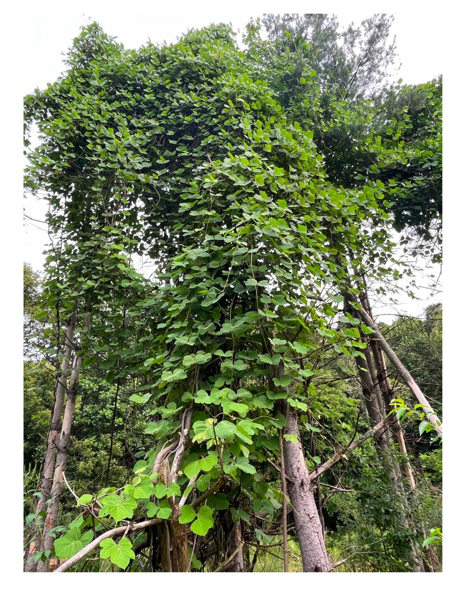 Our division has been treating invasive kudzu sites across the state during the past several weeks.  The photo below shows kudzu climbing and overtaking pine trees in Harrison County. #kudzu #invasivespecies