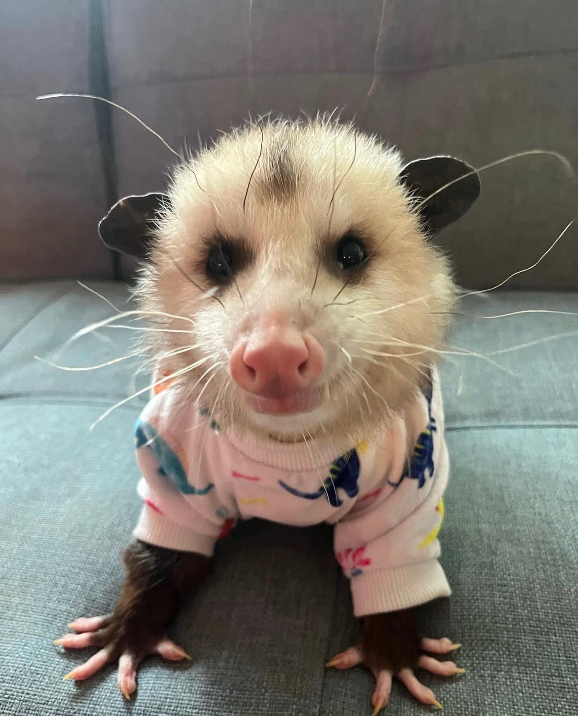 Possum pajamas clearance