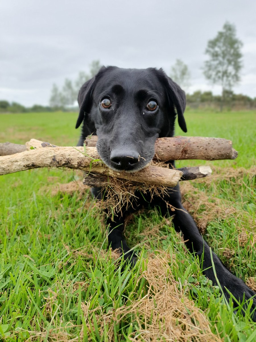 ThickNorthern's tweet image. Live scenes from Lightcliffe 
#treebeard