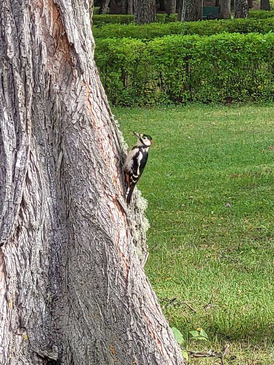Jelena61's tweet photo. За работой трудяга, никого не замечает. https://t.co/5nDIOyh0eO