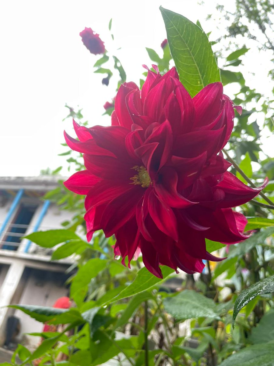 Life is rosy when you're surrounded by dahlias.
#GardeningX #DahliaLove