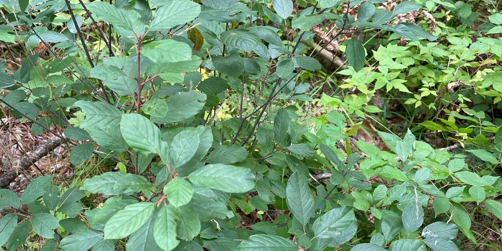 simcoecounty's tweet photo. Invasive species management operations in #OrrLakeTract targeting Buckthorn, an invasive shrub, are complete. The County will now work towards planting native tree species like White Pine in the #SimcoeCountyForest. Visit https://t.co/P7HDV0svV6 for more on invasive species. https://t.co/Hik6weVuHa