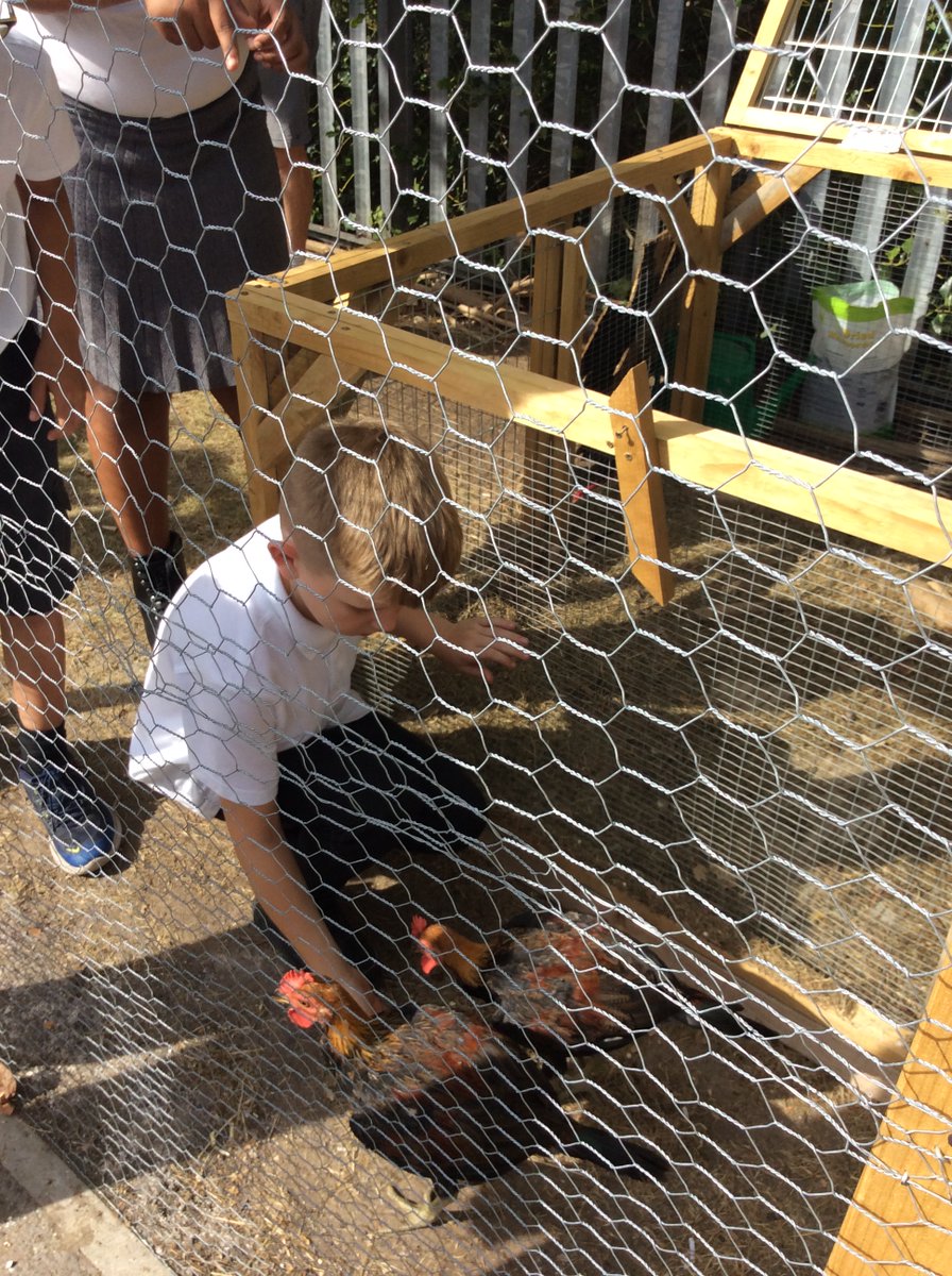 PurfleetPrimary's tweet photo. Elm class have enjoyed visiting our new feathery friends! #year5 #ElmClass #animallovers #newterm https://t.co/eLKap5fdm5