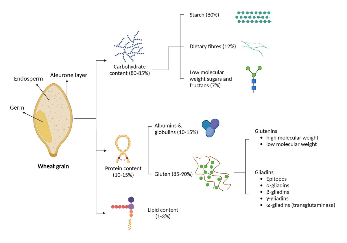 We are delighted to share our review on Reviving Grain Quality in Wheat by our PhD student @luqmanbinsafdar et al. Congratulations to our collaborators from @UniofAdelaide, @Buhler_Group and CAAS. doi.org/10.1002/fes3.4… @FoodFlavour @sbodes12 #hyperspectral #imaging #wheat