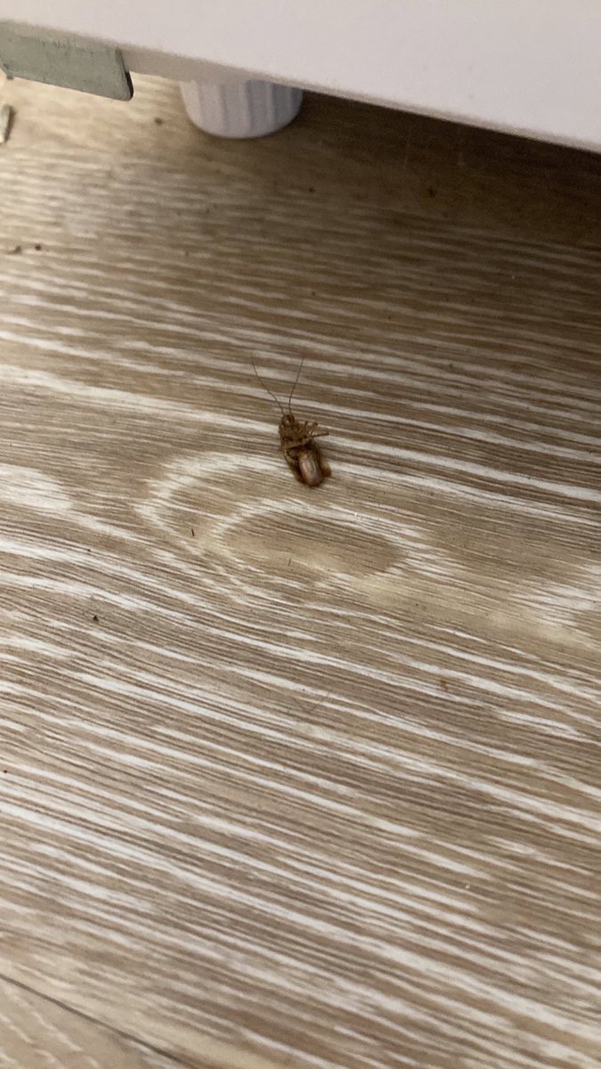 Al (they/them)🍉 (@to_nuisance) on Twitter photo pPL ARe RefUsiNg HOuSiNg OfFeRs
This is my housing offer. Bedbug carcasses everywhere. At least two dead cockroaches. They fumigate 1 unit @ a time. I’d be eaten by pests for the rest of my life
The door to the unit had damage from someone trying to break in. pPL ARe RefUsiNg HOuSiNg OfFeRs
This is my housing offer. Bedbug carcasses everywhere. At least two dead cockroaches. They fumigate 1 unit @ a time. I’d be eaten by pests for the rest of my life
The door to the unit had damage from someone trying to break in.