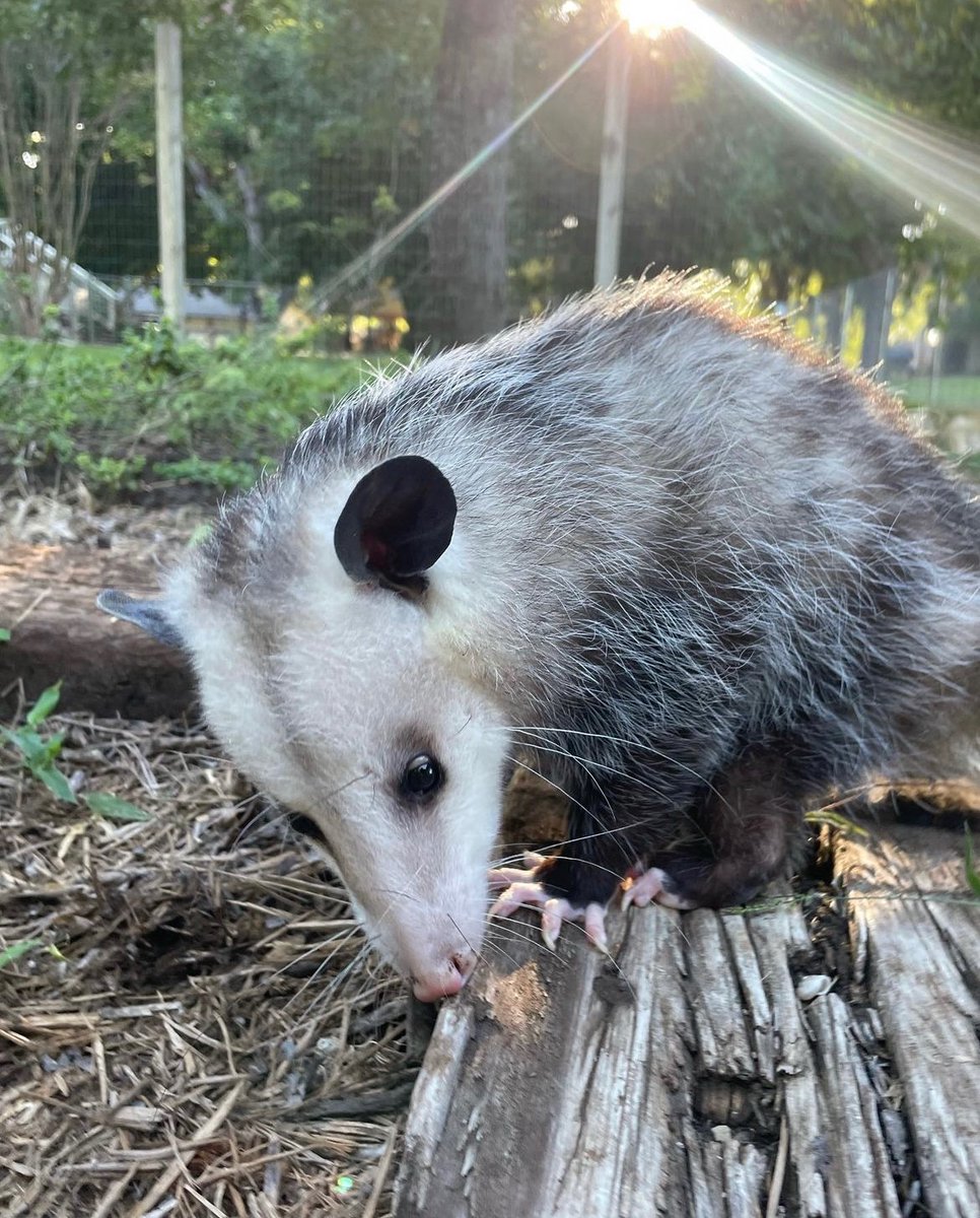 Daily Possums tweet media