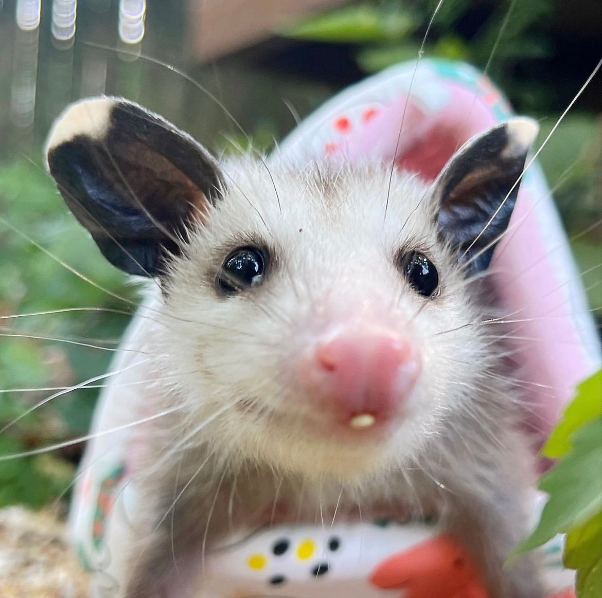 Daily Possums tweet media