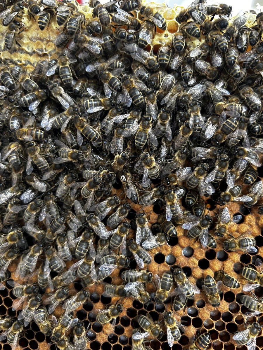 Great first full inspection and verroa treatment of ‘Buzzingham Palace’ by the Wider Achievement group today! 

who can spot the Queen?