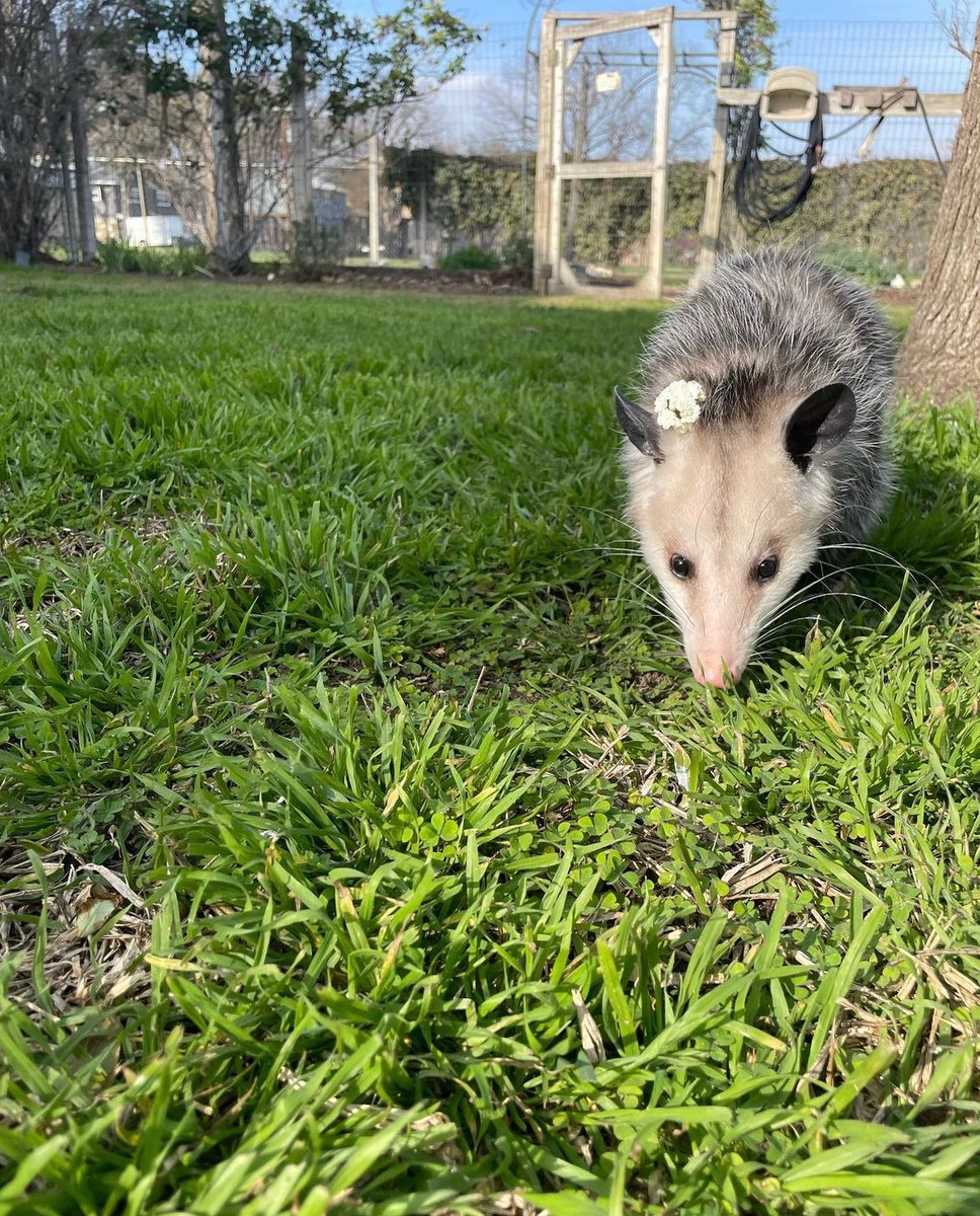 Daily Possums tweet media