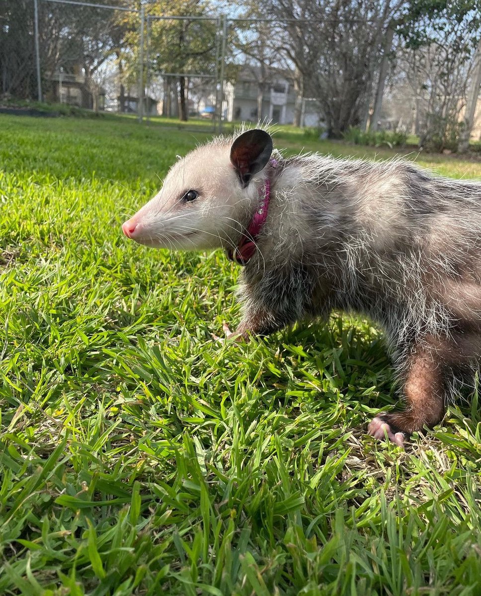 Daily Possums tweet media