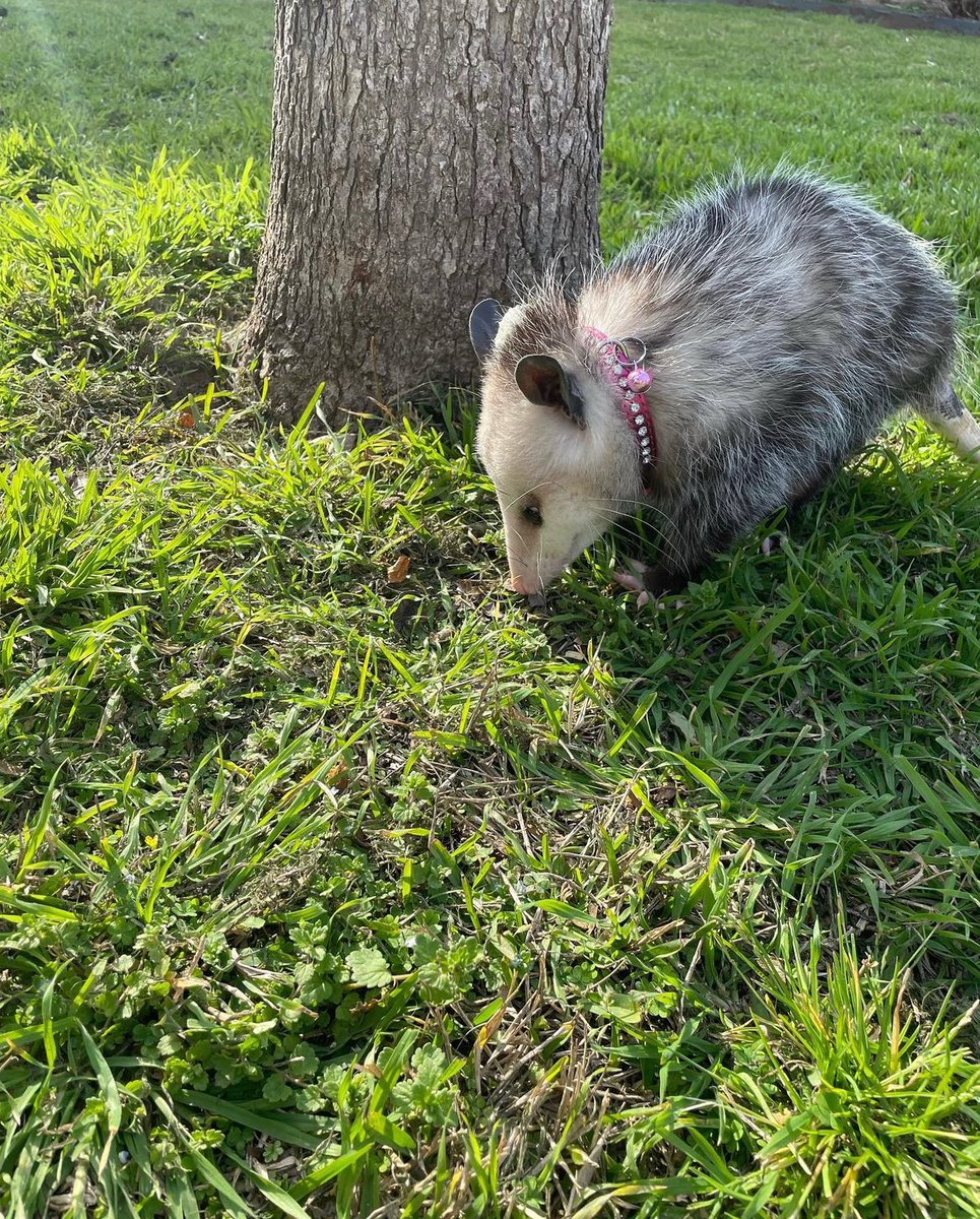 Daily Possums tweet media