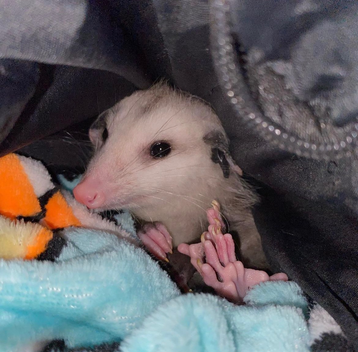 Daily Possums tweet media