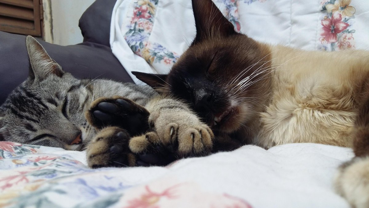 MathKBC's tweet photo. Fico tão triste quando penso no Tufão e na Mabel, mas ainda assim me sinto feliz por ter tido a oportunidade de passar esses anos com eles e receber tanto amor.

Eles tiveram uma vida linda❤ https://t.co/poC7u5a334