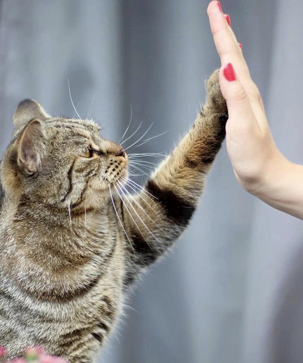 #KittenLove  It's hard not to love it.