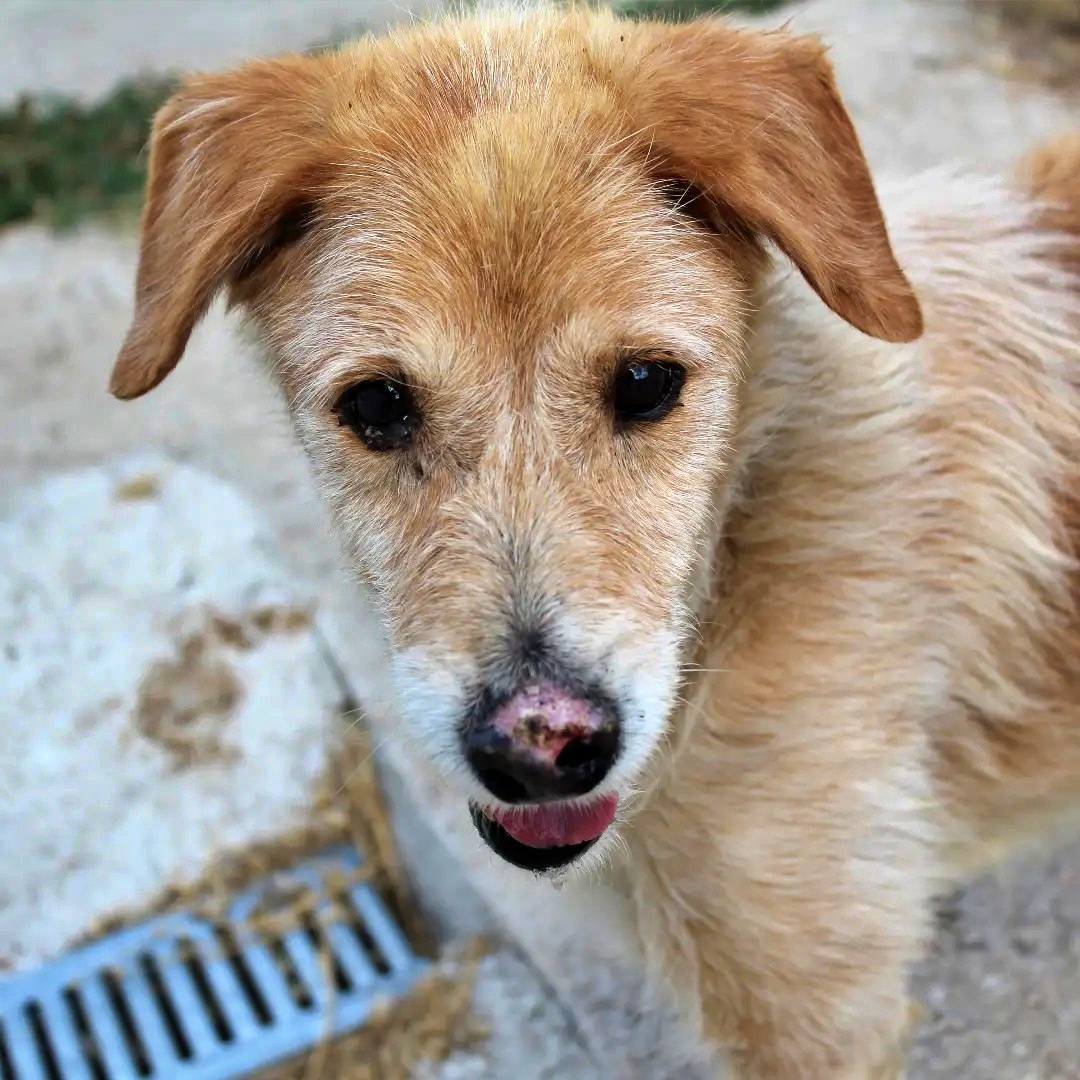 #Ourense
Viejito y gastado.
Así han abandonado a #ADÁN, anciano, echo un trapo, descuidado, pero imaginamos que para algunas ¿personas? gastar dinero en un animal no les parece necesario, con echarlo a la calle el problema desaparece...

El pobre ahora está en una jaula viendo