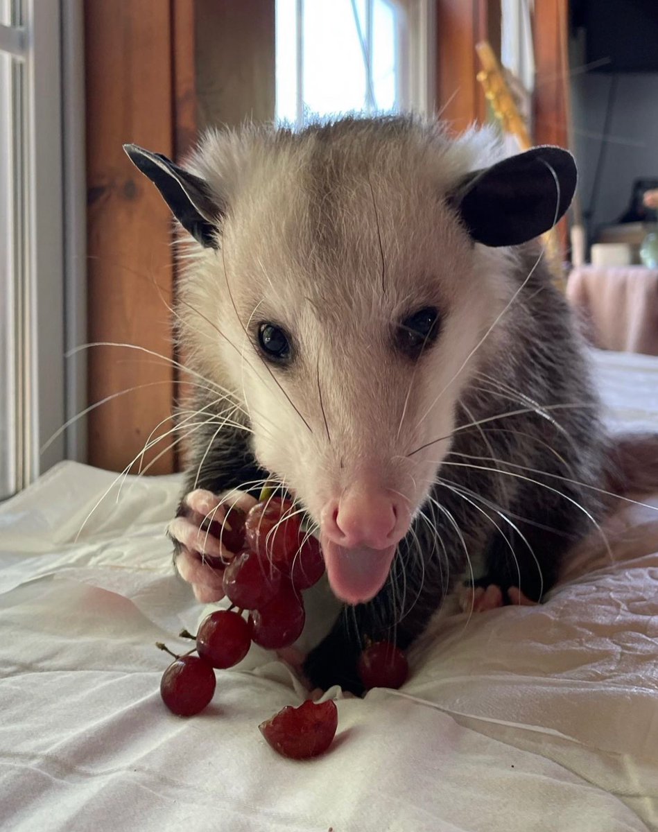 Daily Possums tweet media