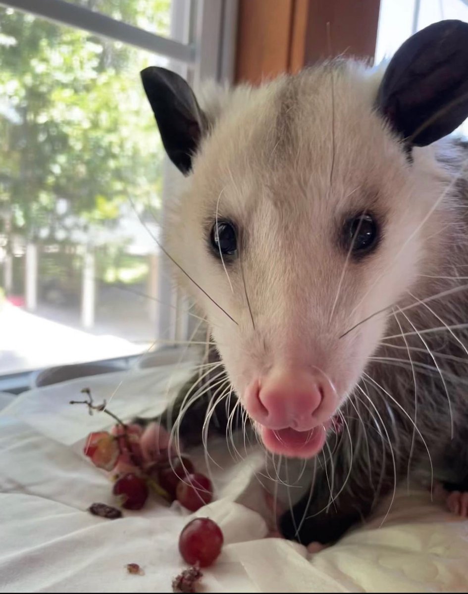 Daily Possums tweet media