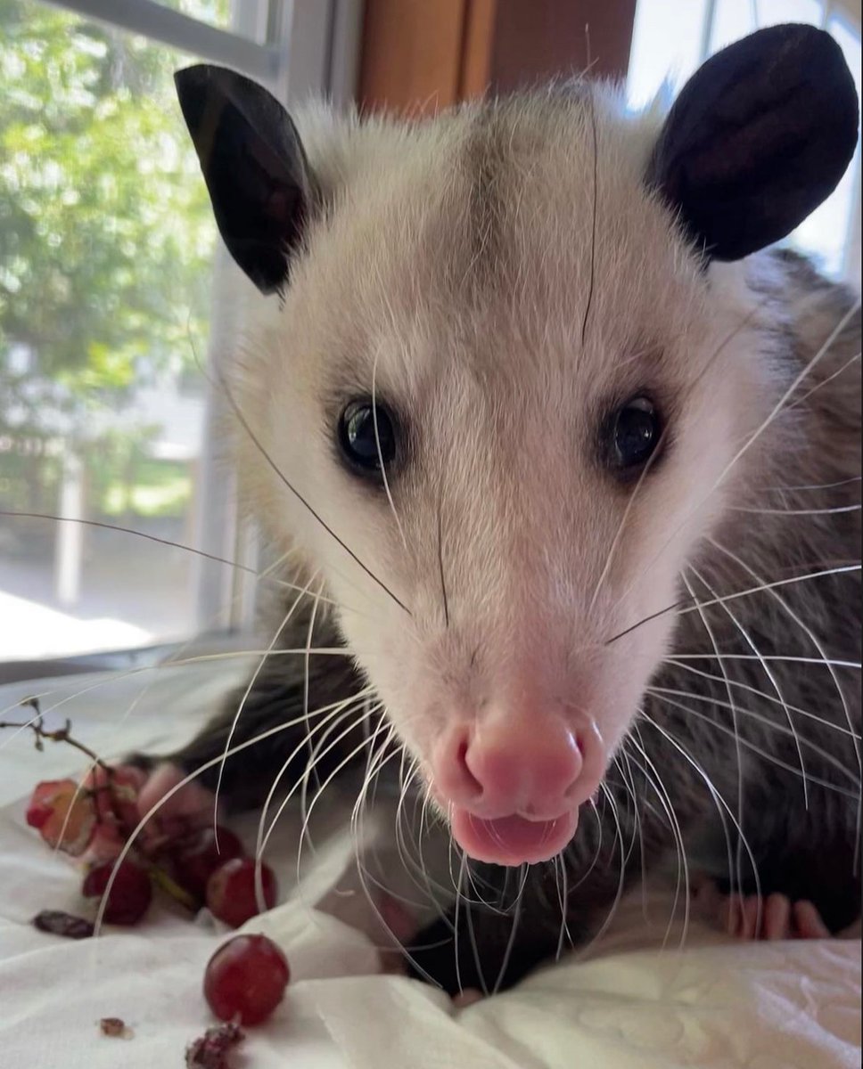 Daily Possums tweet media