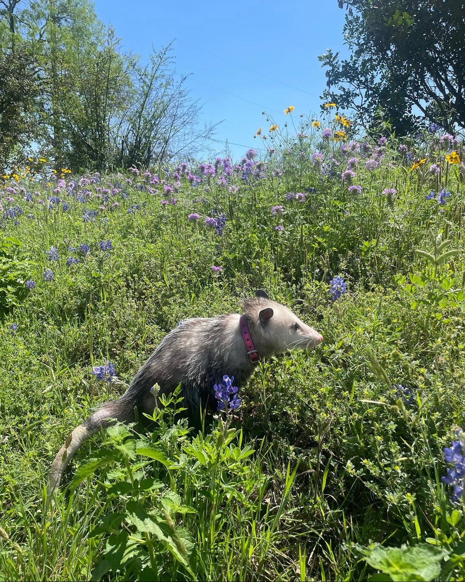 Daily Possums tweet media