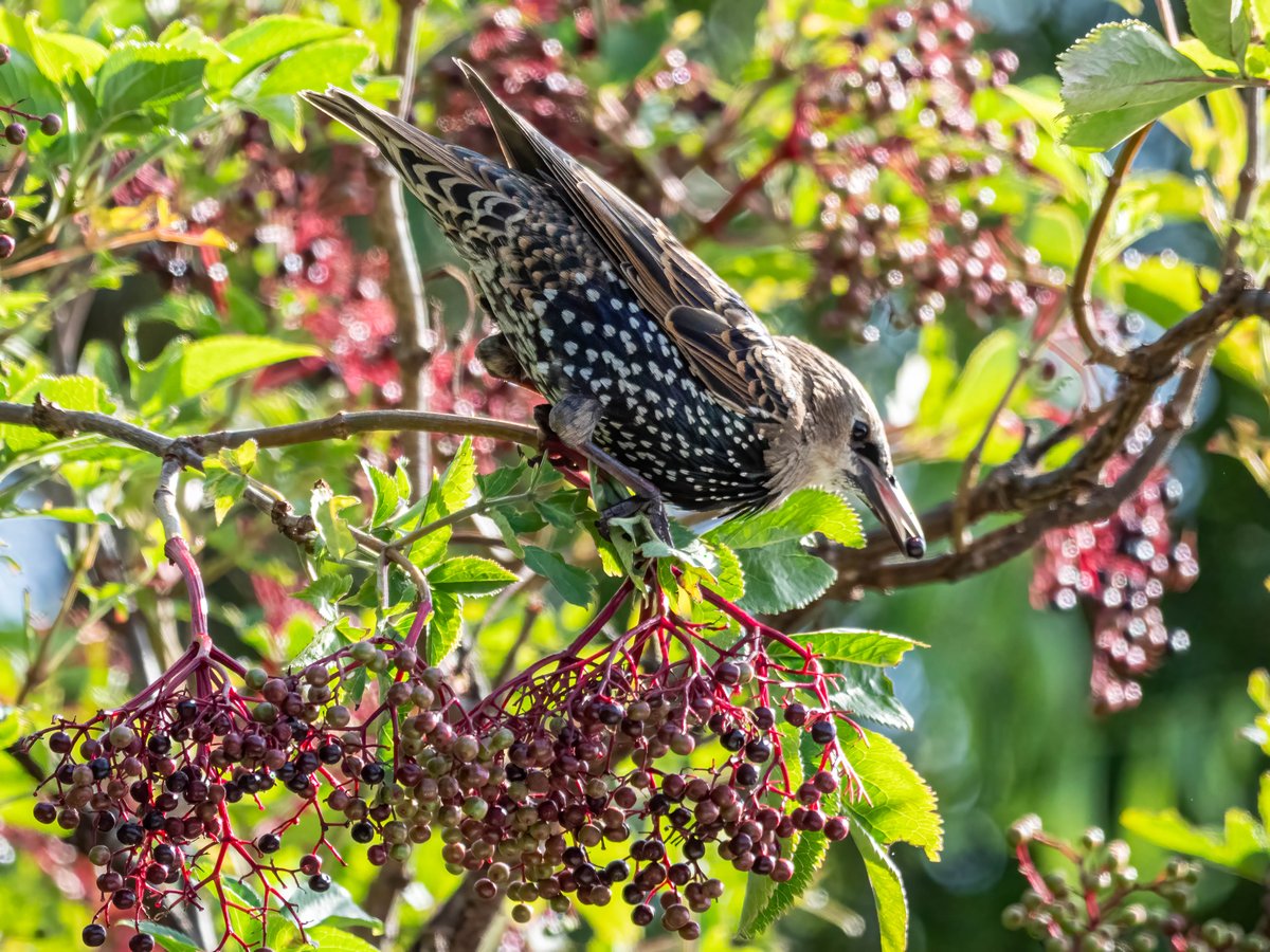 Starlings feasting on elderberries.