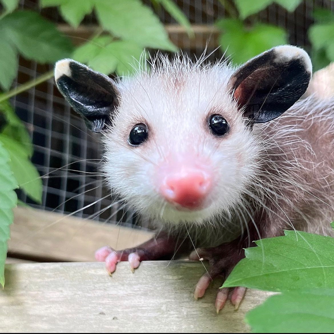 Daily Possums tweet media