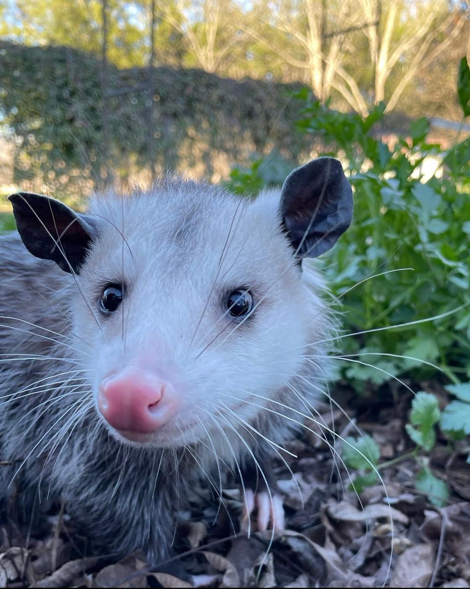 Daily Possums tweet media