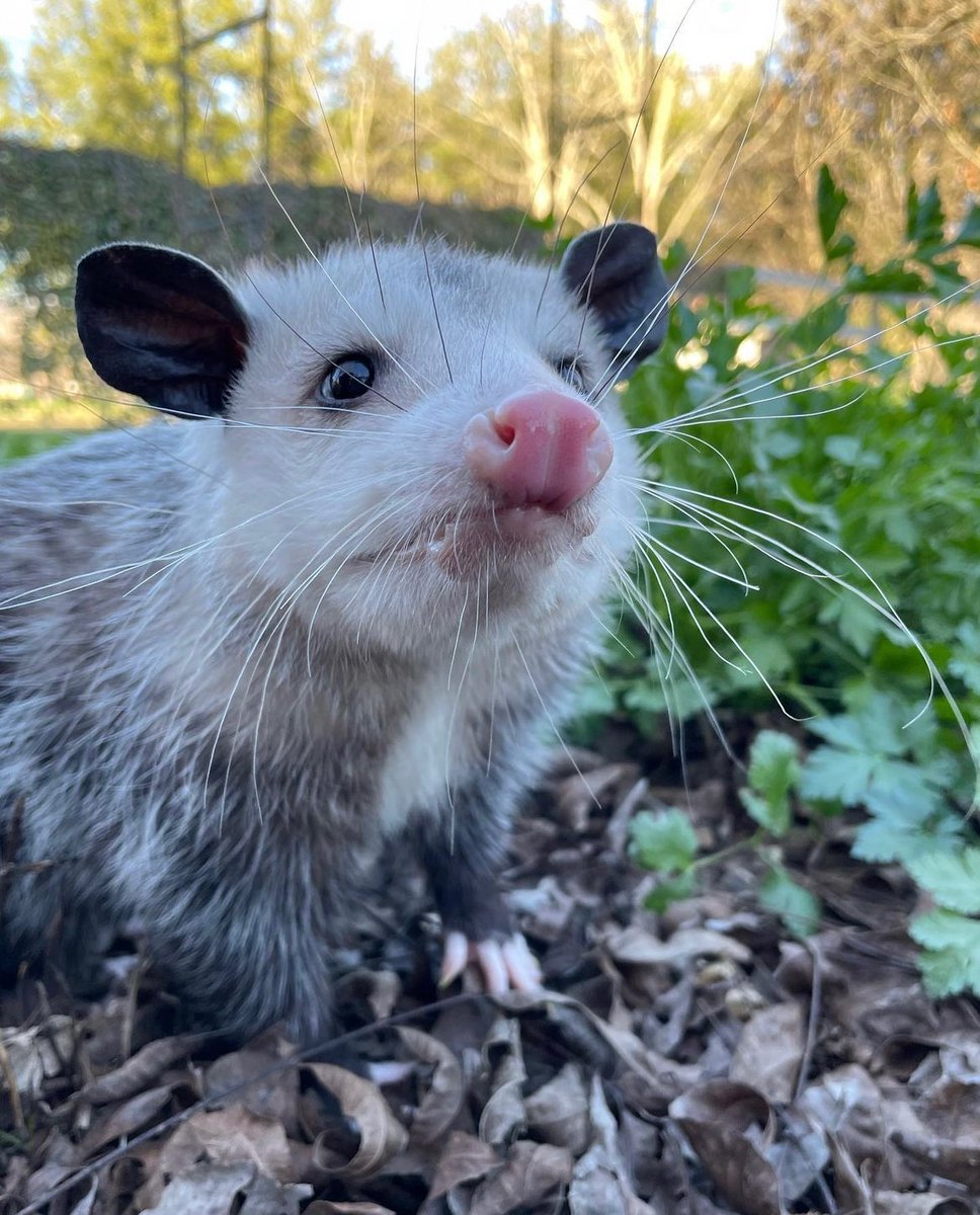 Daily Possums tweet media