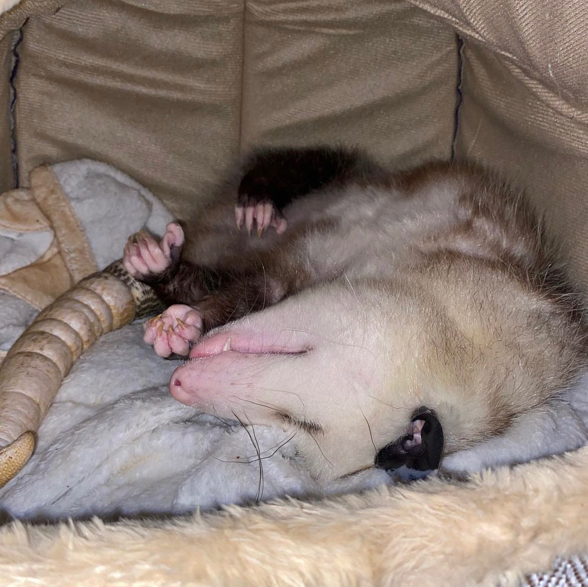 Daily Possums tweet media