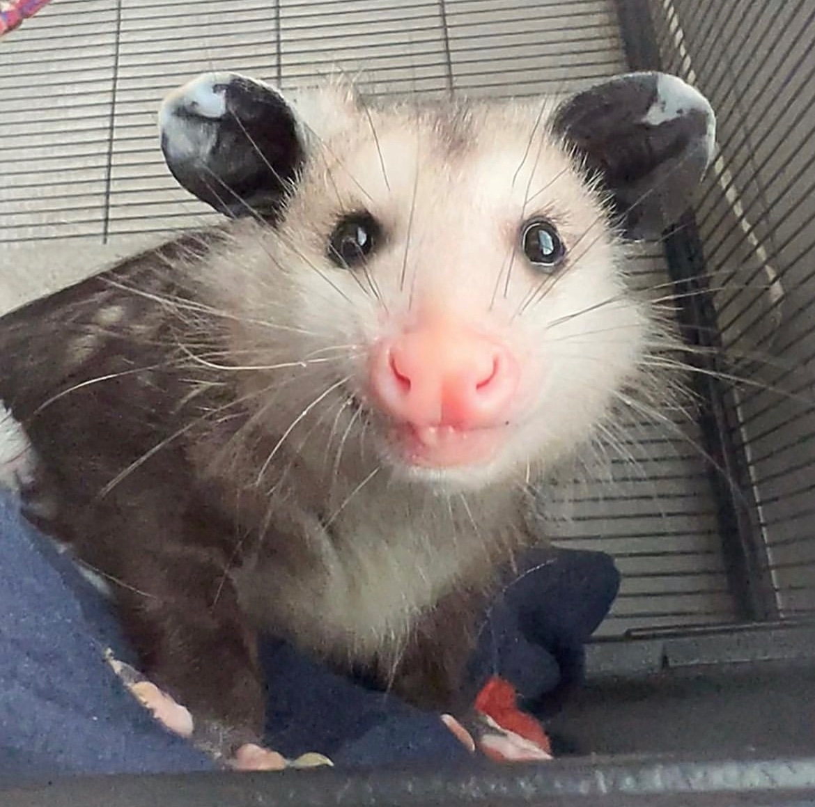 Daily Possums tweet media