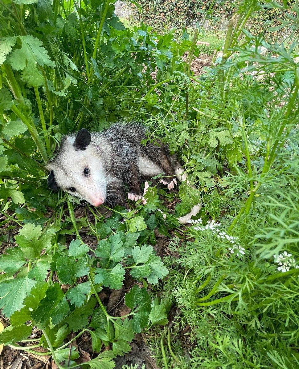 Daily Possums tweet media