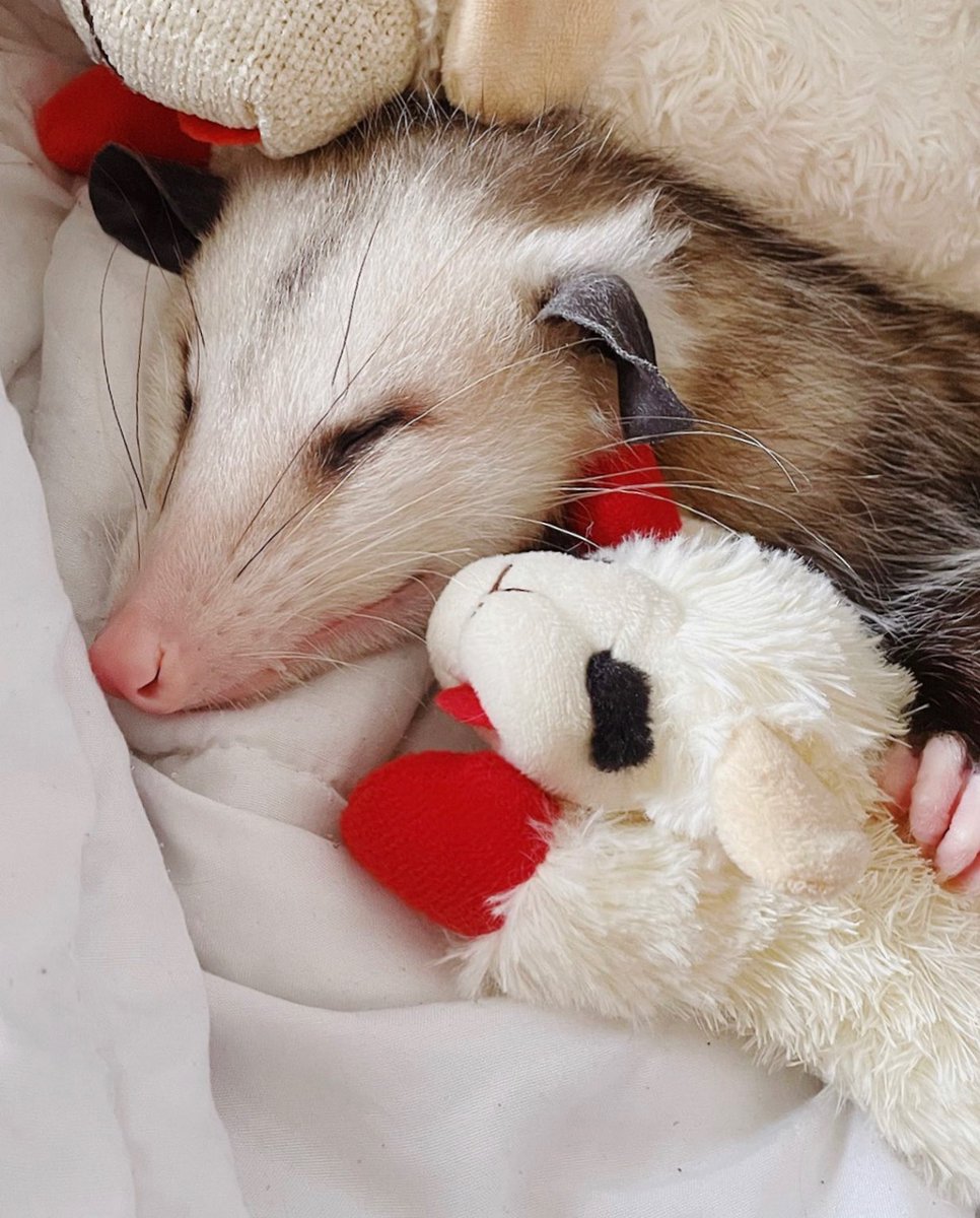 Daily Possums tweet media