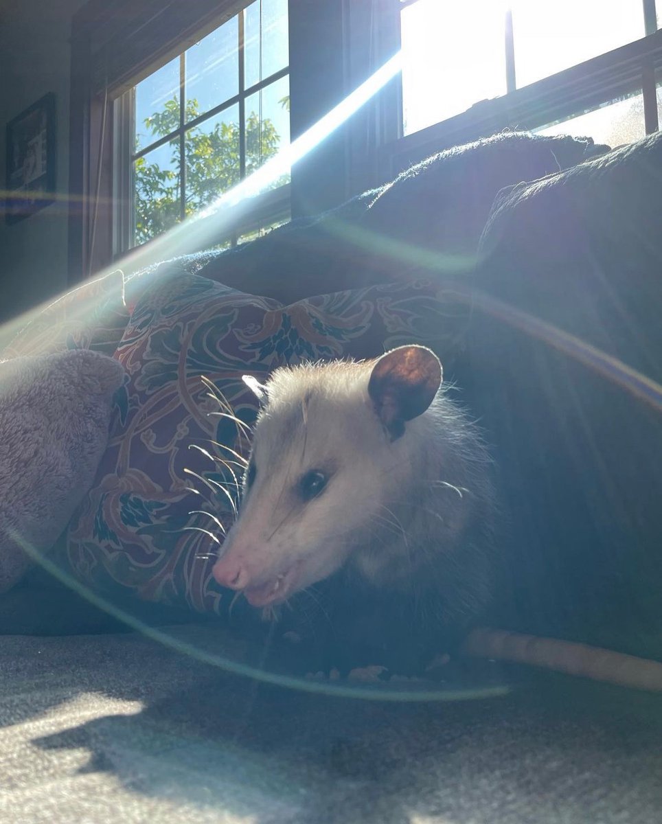 Daily Possums tweet media