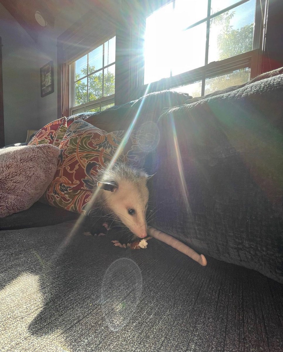 Daily Possums tweet media