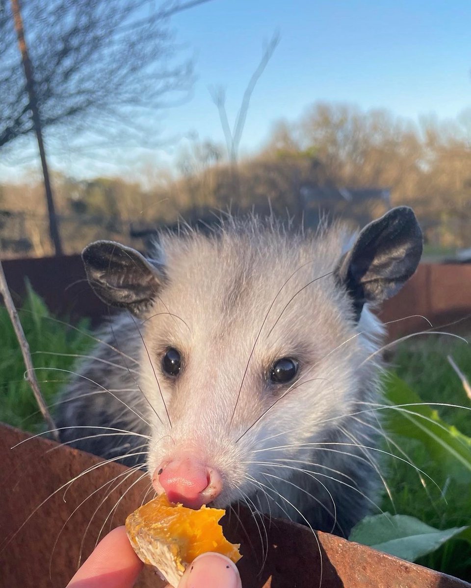 Daily Possums tweet media