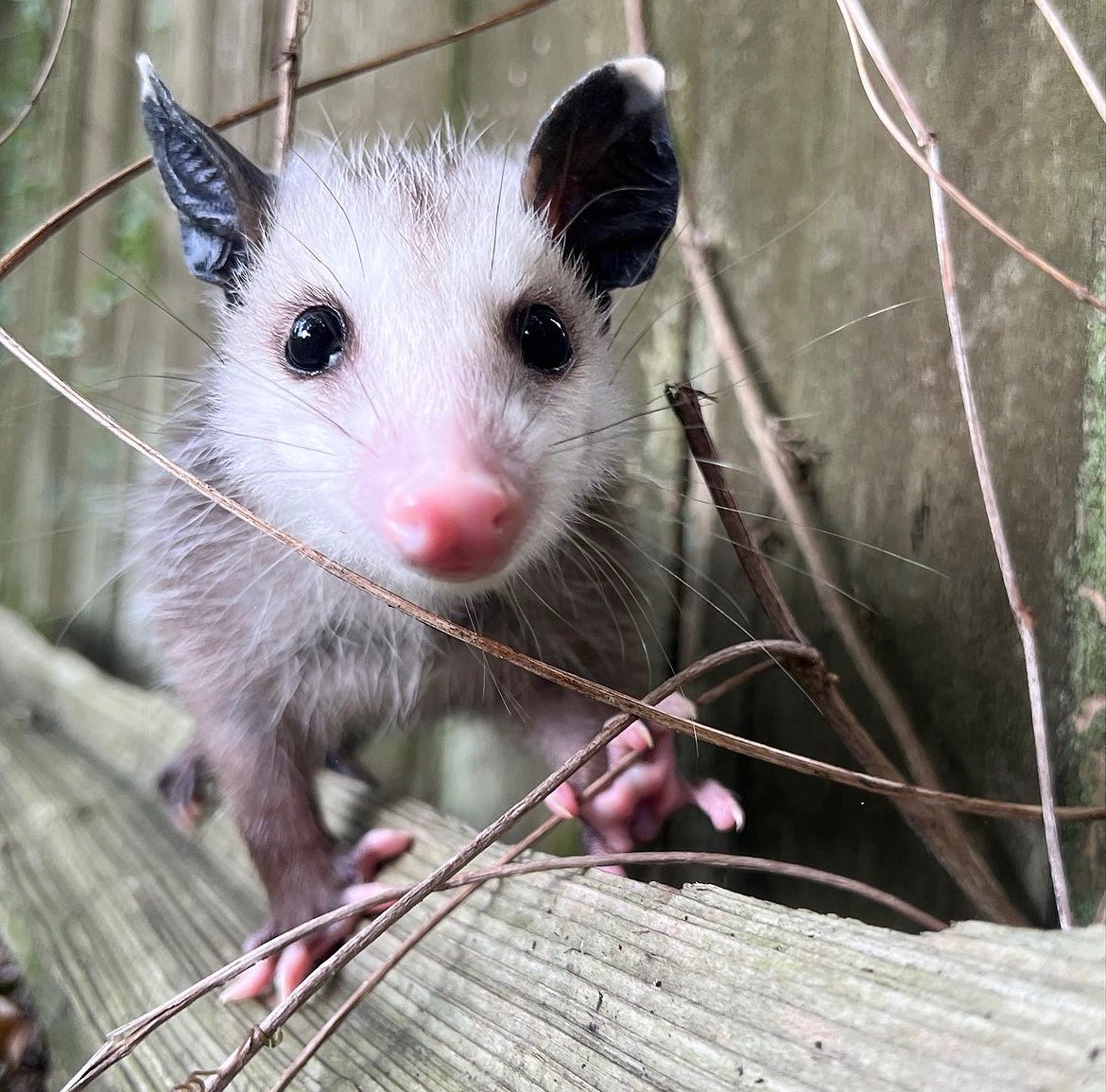 Daily Possums tweet media