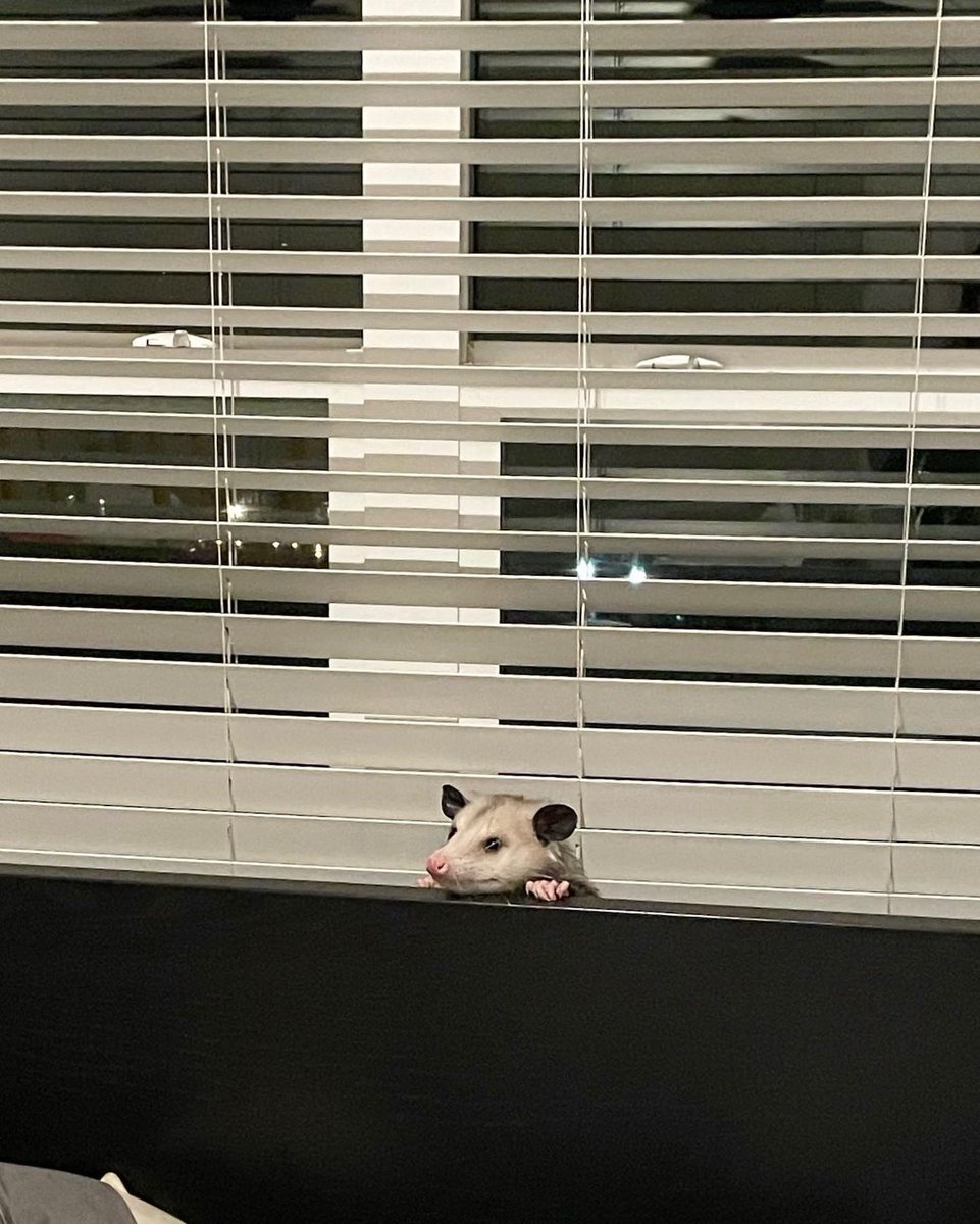 Daily Possums tweet media