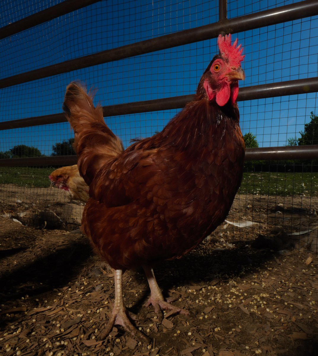 In the summer's gentle breeze, 
Red chicken pecks for treats with ease.

(retweet to send a treat live.ourchickenlife.com)