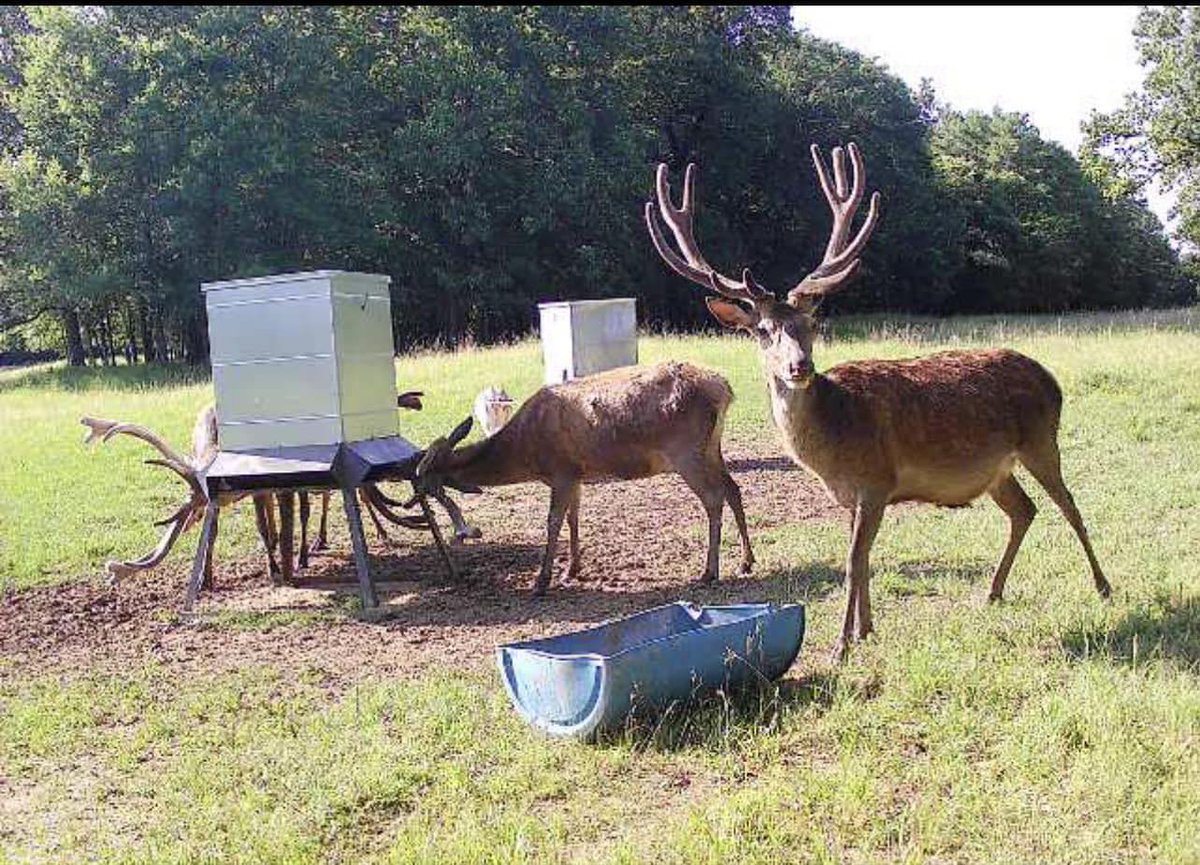 7LobosRanch's tweet photo. Do you absolutely love hunting &amp; want to share a fun experience with your friends &amp; family? Then book your stay with us now: https://t.co/RGhSHSheHT

#7LobosRanch #TeamBuilding #Hunting #Resort #Corporate #Events #EastTexas #ExoticAnimals #Adventure #Lodge https://t.co/MjxJPx1Uko