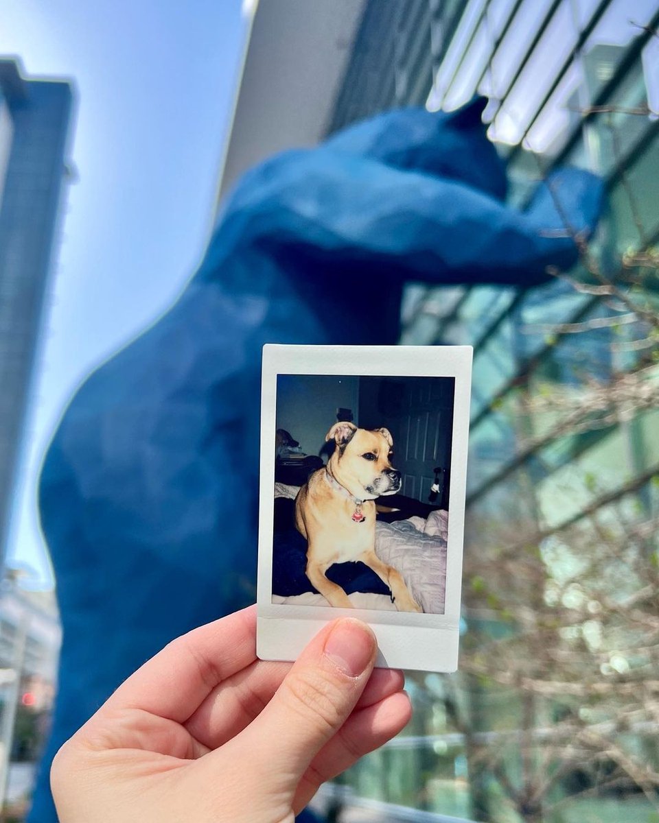instax North America tweet media