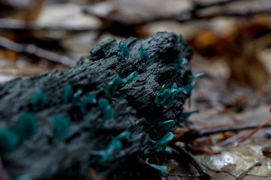 ghostpipesjam's tweet photo. Nice big flush here. I usually only see one or two, and totally dried up by the time I notice them. (Chlorociboria sp.)
#mushrooms #mushroom #fungi #nature #wildmushroom #wildmushrooms #mycology #MushroomMonday #NaturePhotography https://t.co/P6LiWR3ZAj