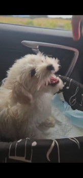 🆘6 SEPT 2023 #Lost GOFFY #ScanMe #STOLEN Bichon Frise Male
Home : Parkgate Road #Holgate #Coventry #CV6
GOFFY WAS FOUND BUT (Lady who took Goffy home has dark hair, wearing NHS lanyard ) she is now refusing to return him.  LOCAL HELP NEEDED😢
doglost.co.uk/dog-blog.php?d…