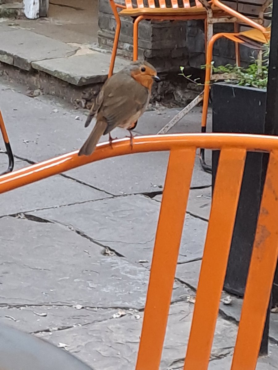 Enjoying the quizzical Robin clearly wondering if I'm working at the best garden in Soho after a wonderful tour of @HoStBarnabas thanks to @Rosie_Ferg